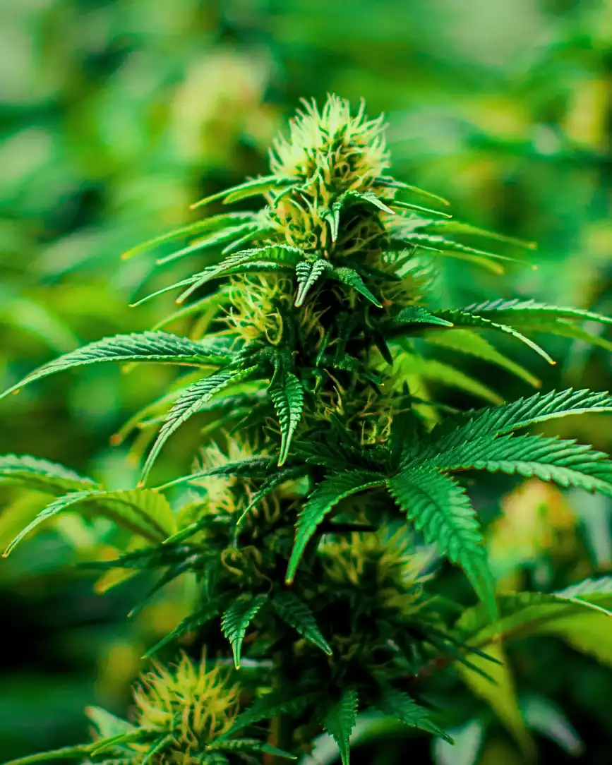 Cannabis médical et fibromyalgie : efficacité, usages et précautions