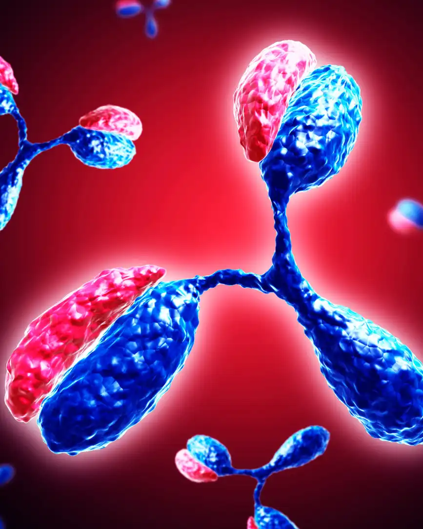 Fibromyalgie et auto-anticorps : la piste immunologique